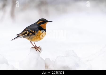 Issaquah, Washington, USA. Männchen variierten Thrush auf einem tiefen Schneehaufen stehend, im aktiven Schneefall. Stockfoto