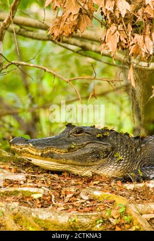 Korkenzieher-Sumpfschutzgebiet, Florida, USA. American Alligator ruht auf einem Baumstamm. Stockfoto