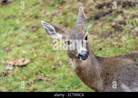Issaquah, Washington, USA. Porträt eines Mule Deer von oben. Stockfoto