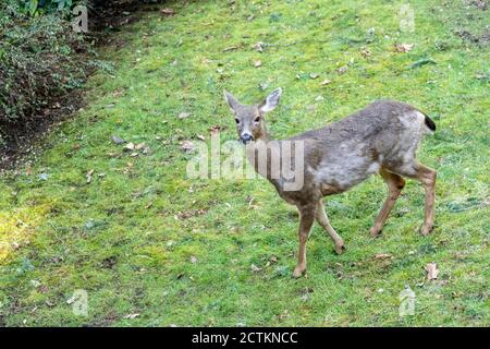 Issaquah, Washington, USA. Hirsch von oben gesehen gehen über eine Wiese im Winter. Stockfoto