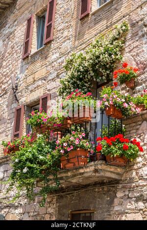 Assisi, Region Umbrien, Italien. Topfblumengarten von Geranien und anderen Blumen auf einem Balkon von jemandes Haus. (Nur für redaktionelle Zwecke) Stockfoto