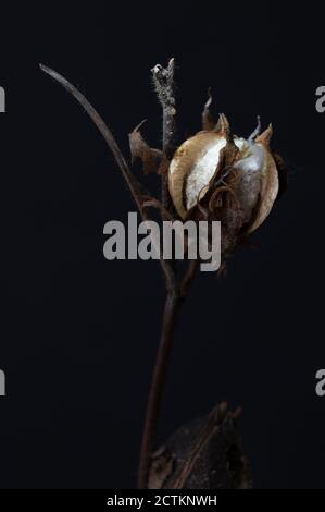 Nahaufnahme eines Zweiges der Baumwollblume über dem dunkelblauen Hintergrund mit dem negativen Raum um sie herum. Das vertikale Foto im unauffinsteren Blitz Stockfoto