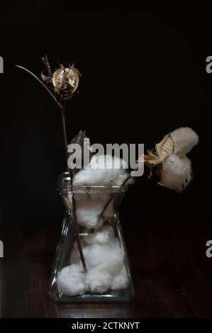 Die Baumwollblumen in einer Vase über dem schwarzen Hintergrund. Vertikales Foto in einem dezentralen Blitz. Stockfoto