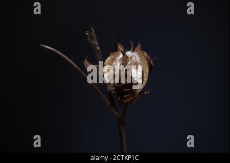 Die Low-Key Nahaufnahme der Baumwollblumen über dem schwarzen Hintergrund. Horizontales Foto. Stockfoto