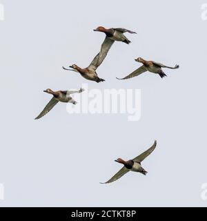 Fliegende gemeine Pochard Aythya ferina Costa Ballena Cadiz Spanien Stockfoto