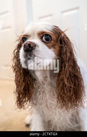 Porträt eines unglücklichen nassen Kavaliers König Charles Spaniel, Mandy, nach einem Bad. (PR) Stockfoto