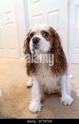 Porträt eines unglücklichen nassen Kavaliers König Charles Spaniel, Mandy, nach einem Bad. (PR) Stockfoto
