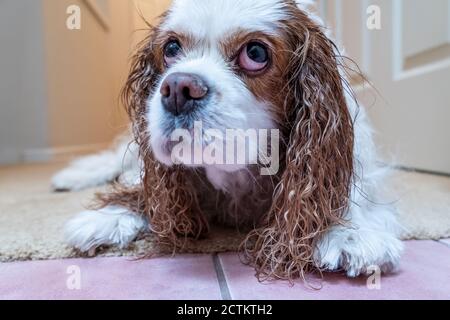 Porträt eines unglücklichen nassen Kavaliers König Charles Spaniel, Mandy, nach einem Bad. (PR) Stockfoto