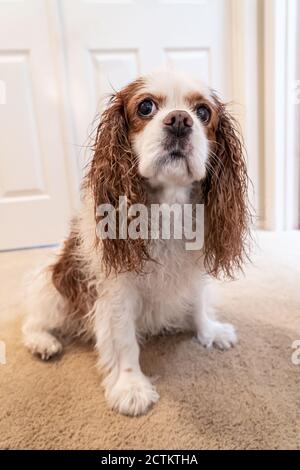 Porträt eines unglücklichen nassen Kavaliers König Charles Spaniel, Mandy, nach einem Bad. (PR) Stockfoto