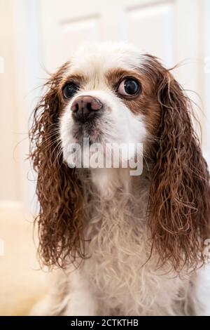 Porträt eines unglücklichen nassen Kavaliers König Charles Spaniel, Mandy, nach einem Bad. (PR) Stockfoto