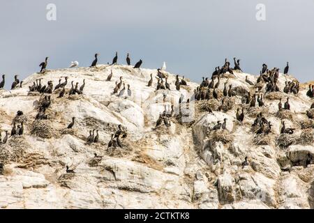 San Juan Inseln, Washington, USA. Doppelerzkormorane brüten auf einer Klippe. Stockfoto