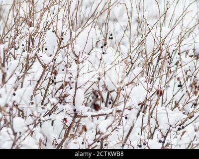 Dornigen Zweigen der getrimmten Buchsen werden mit frischem Schnee bedeckt. Kopieren raum Hintergrund Stockfoto