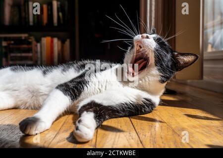 Momo die Katze gähnend, während sie auf einem sonnigen Nickerchen Fleck auf dem Boden Stockfoto