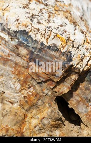 Ginkgo Petrified Forest State Park in der Nähe von Vantage, Washington, USA. Versteinerte Holz von Stämmen in Stein verwandelt. Stockfoto