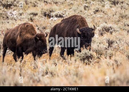 Yellowstone National Park, Wyoming, USA. Bison im Lamar-Tal nach einem Herbstschnee. Stockfoto