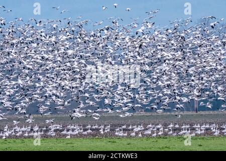 Mount Vernon, Washington, USA. Herde der wandernden Schnee Gänse im Flug über die ruhenden winter Felder. Stockfoto