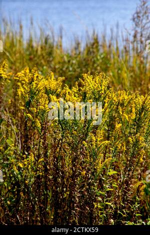 Goldrute (Solidago), eine blühende Pflanze aus der Aster-Familie, die am Ufer des Chester River in Chestertown, MD, wächst. Stockfoto