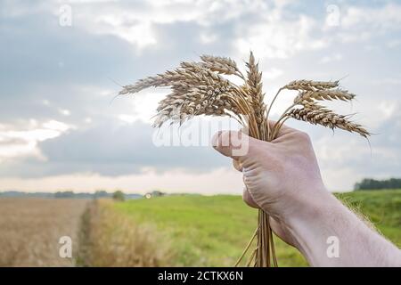 Eine Menschenhand hält reife, trockene Herbstweizenohren entgegen Der Himmel neben dem landwirtschaftlichen Feld Stockfoto