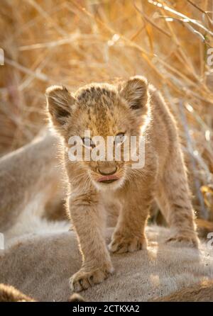 Vertikal hintergrundbeleuchtetes Porträt eines jungen Löwen, der auf einer Löwin steht Magen im Kruger Park in Südafrika Stockfoto