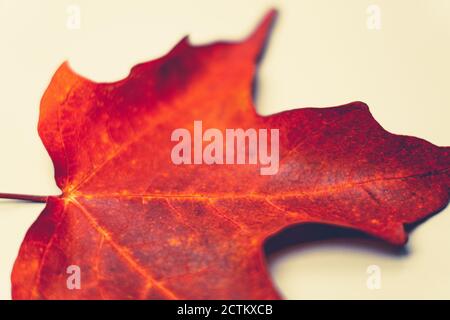 Nahaufnahme selektiver Fokus Makro-Foto der midrid Vene, von einem kanadischen Ahornblatt, das aufgrund der kürzeren Herbsttage orange rot wurde. A Stockfoto
