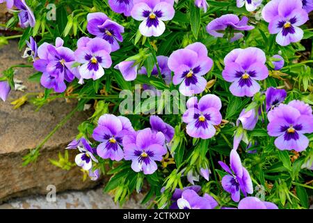 Nahaufnahme von bunten Stiefmütterchen Blumen im Garten. Wissenschaftlicher Name der Garten Stiefmütterchen ist Viola wittrockiana. Dekorative Hybridpflanze mit violetten Blütenblättern b Stockfoto