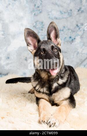 Deutscher Schäferhund Welpen, 4 Monate alt, sitzt in auf Schafwolle vor blauem Hintergrund Stockfoto
