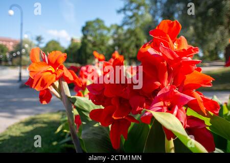 Tampere, Finnland - 26. JULI 2019. Eine Nahaufnahme einer roten blühenden Blume in einem Stadtpark an einem sonnigen Sommertag. Stockfoto