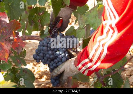 Bauer schneidet ein Bündel Bobal rote Trauben in der Nähe von Fuentealbilla (Albacete) in Spanien. Es gehört zur Weinregion "anchuela" Stockfoto