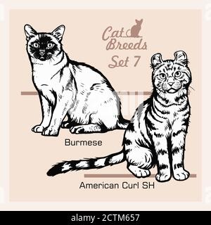 Katzenrassen - American Curl SH, Burmilla - fröhliche Katzen isoliert auf weiß - Vektor-Set Stock Vektor