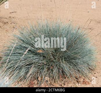 Festuca glauca Intense Blue ('Casblue') Stockfoto