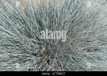 Festuca glauca Intense Blue ('Casblue') Stockfoto