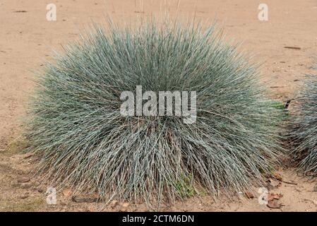 Festuca glauca Intense Blue ('Casblue') Stockfoto