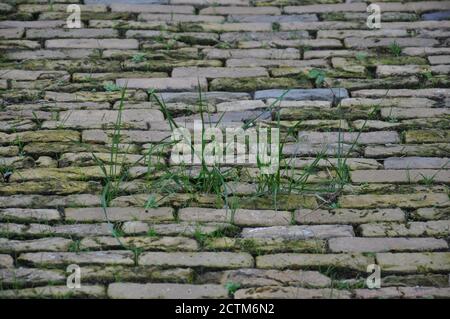 Ein ebenerdriger Blick auf eine unebene alte gepflasterte Straße. Die stillgelegt Straße hat Gras wächst zwischen den Moos bedeckten Steinen. Stockfoto