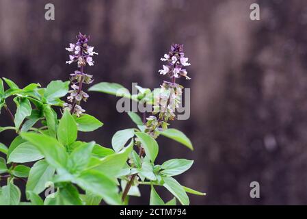 Süßes Basilikum, thailändisches Basilikum, Ocimum basilicum Linn (Blume), Note select Fokus mit geringer Schärfentiefe Stockfoto