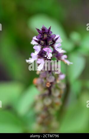 Süßes Basilikum, thailändisches Basilikum, Ocimum basilicum Linn (Blume), Note select Fokus mit geringer Schärfentiefe Stockfoto