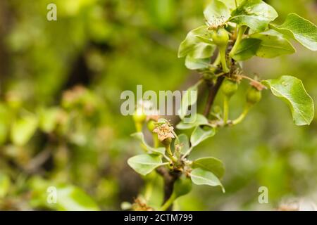 Kleine Jungen Äpfel auf einem Baum Stockfoto