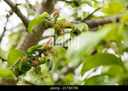 Kleine Jungen Äpfel auf einem Baum Stockfoto