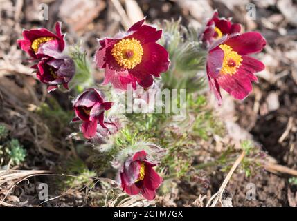 Strauß von Nahaufnahme Pulsatilla pratensis lila violetten Blumen. Pasque, Präriecrocus und cutleaf Anemone purpurrote Blüten mit kleinen Haaren bedeckt. Th Stockfoto