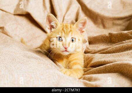 Eine schöne Katze auf dem Hintergrund isoliert Stockfoto