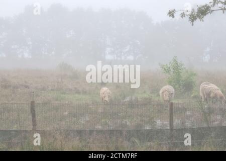 Schafe auf Heide im Nebel in den Niederlanden Stockfoto