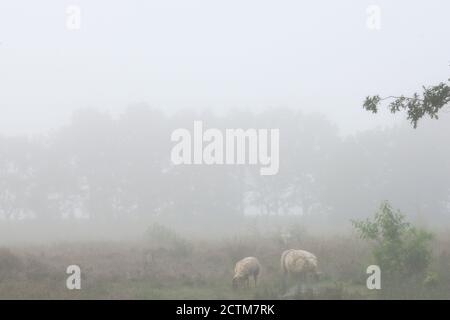 Schafe auf Heide im Nebel in den Niederlanden Stockfoto