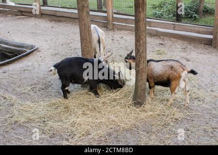 Eine Ziege hinter dem Zaun im Zoo Stockfoto