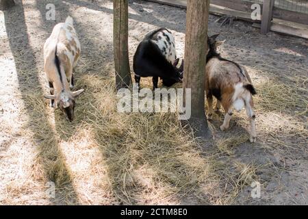 Eine Ziege hinter dem Zaun im Zoo Stockfoto