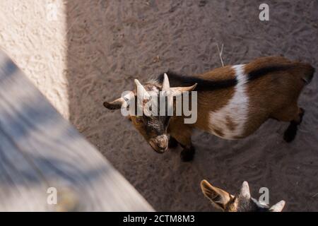 Eine Ziege hinter dem Zaun im Zoo Stockfoto