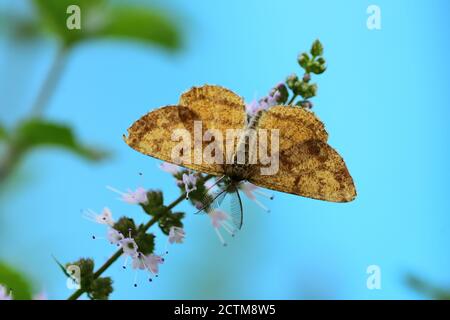 Gewöhnliche Heidemotte (Hematurga atomaria) der Familie Geometridae, fotografiert mit Makrolinse auf wilden Minzblüten. Stockfoto