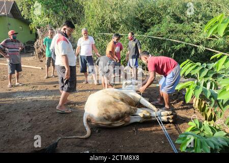 Purbalingga, Indonesien - Juli 31 2020: Schlachtprozess auf qurban eid Al adha, die Schlachter mit Maske während des Prozesses. Stockfoto