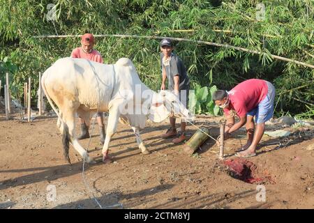 Purbalingga, Indonesien - Juli 31 2020: Schlachtprozess auf qurban eid Al adha, die Schlachter mit Maske während des Prozesses. Stockfoto