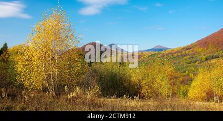 Gelbe Herbstlandschaft in den Bergen. Schöne Naturlandschaft mit Buchenwald in gelbem Laub. Warmes sonniges Wetter unter blauem Himmel. karpaten Stockfoto