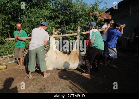 Purbalingga, Indonesien - Juli 31 2020: Schlachtprozess auf qurban eid Al adha, die Schlachter mit Maske während des Prozesses. Stockfoto