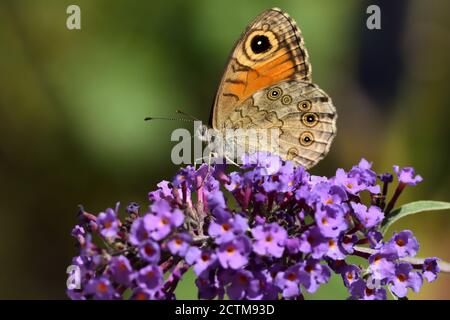 Großer brauner Wandschmetterling (Lasiommata maera) auf Buddleja davidii Blume. Stockfoto